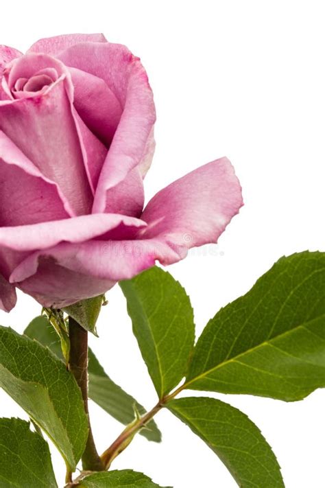 Beautiful Flower Of Rose Isolated On White Background Stock Image
