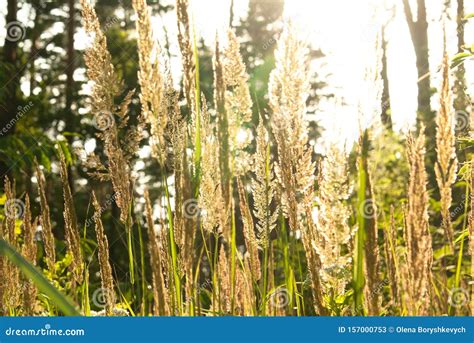 Forest High Grass In The Summer Stock Image Image Of Plant Text