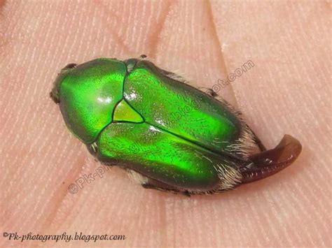 Green Metallic Beetle Nature Cultural And Travel Photography Blog
