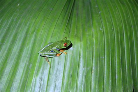 Red Eye Tree Frog Free Stock Photo Public Domain Pictures