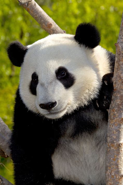 Giant Panda San Diego Zoo Animals And Plants