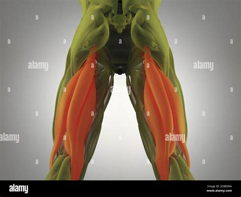 Hamstring Muscle Group Human Anatomy Muscle System 3d Illustration
