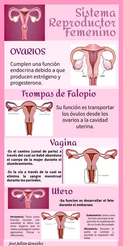 Infograf A Del Sistema Reproductor Femenino