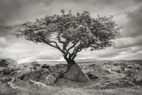 Lone Tree Black And White Landscape Yorkshire Dales David Speight