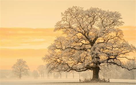Tree In Snow Winter Sunset Wallpaper Hd Nature 4k