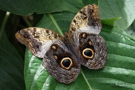 caligo eurilochus mariposa buho     photo