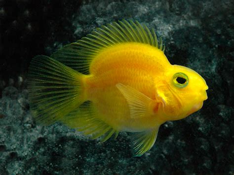 Map source south american cichlids represent a very diverse group of fish that are well represented in the aquarium hobby. Yellow Parrot Cichlid | Cichlids, South american cichlids ...