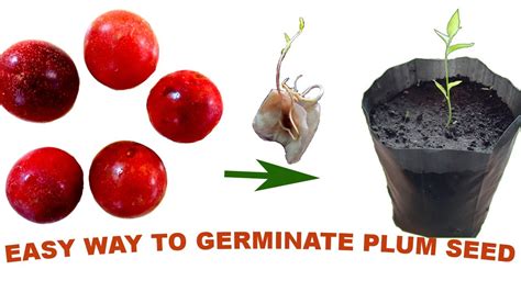 How To Grow A Plum Tree From Seed Easy Way Of Germinating Plum Seed