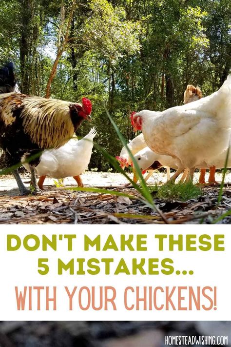 5 mistakes new chicken keepers make raising chickens in 2021 raising chickens chickens