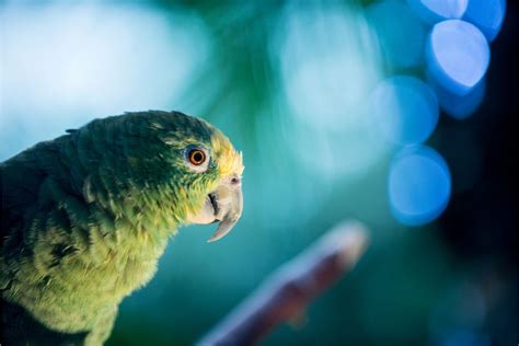 Can Parakeets Kill Each Other Petsmopolitan