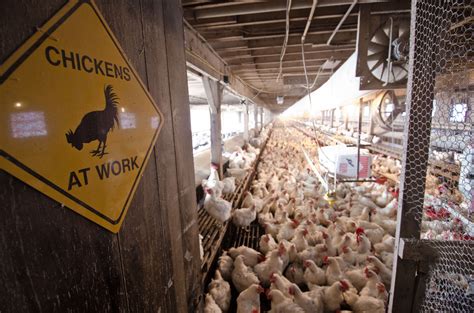 Workers At Tyson Poultry Plant In East Texas Say The Company Put Them