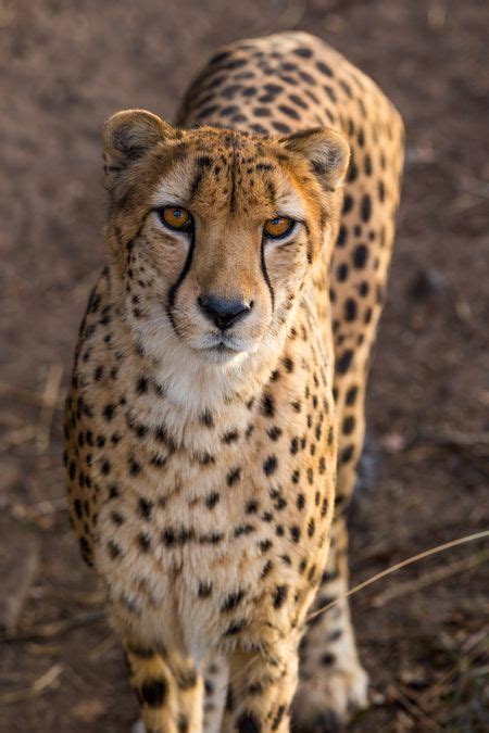 Cheetah Portrait Photo By Lance Harding — National Geographic Your Shot