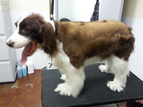 the writing groomer grooming tips on a springer