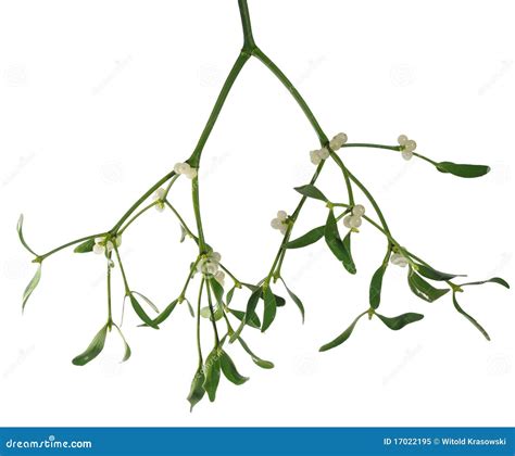 Mistletoe On White Background Royalty Free Stock Photo Image 17022195