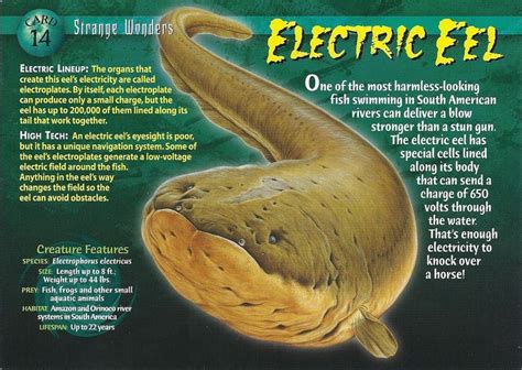 Electric Eel Electric Eel Wild Creatures Pet Birds