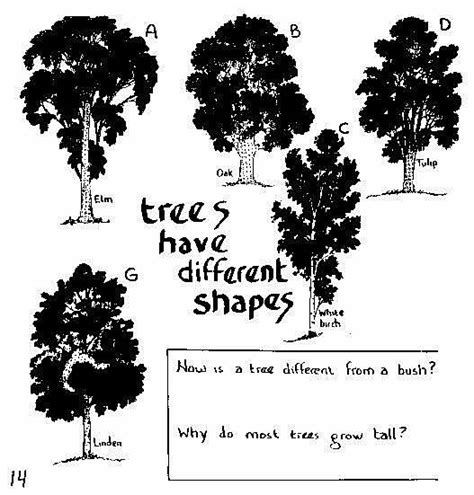 Trees Have Different Shapes Phenology Science With Grambo