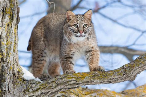 Bobcats The North American Bobcat Conservation Status Groups