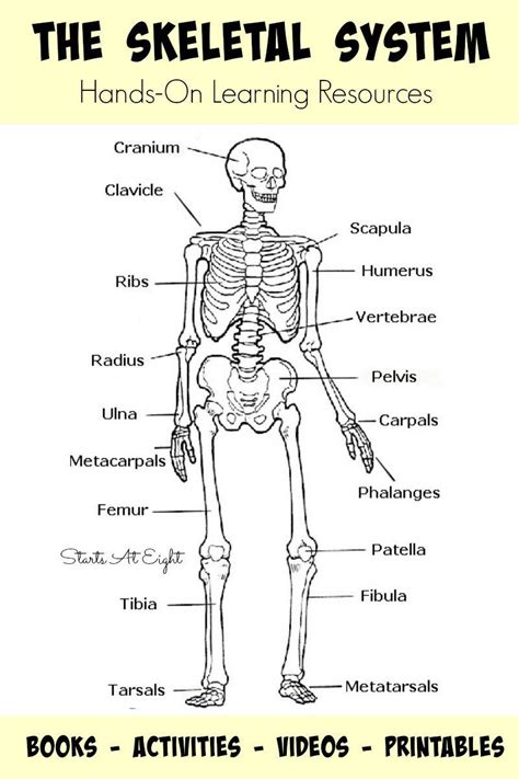 A human skeleton with the names of the bones labelled. Skeletal System Coloring Pages Printable Human Bones in 2020 | Skeletal system activities, Human ...