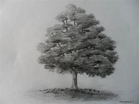 Para mí, dibujar árboles consiste en encontrar un buen equilibrio entre las hojas y la copa. Como dibujar un árbol paso a paso, bien fácil. Bases para aprender a dibujar un arbolito clásico ...
