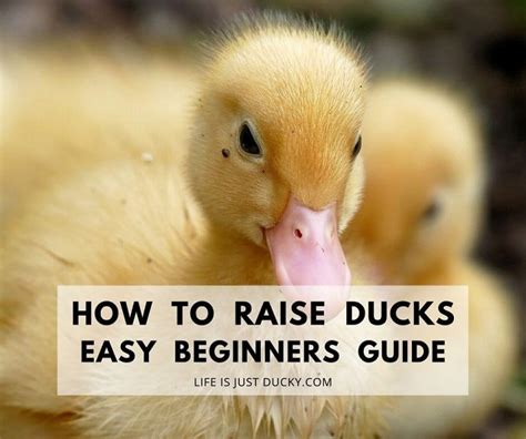 How To Raise A Baby Duck Inside Raisclaut