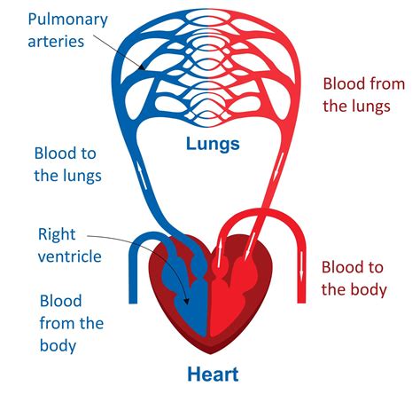 The human circulatory system is comprised of the heart, blood, and vessels. Circulatory system is divided into 3 parts, blood, heart ...