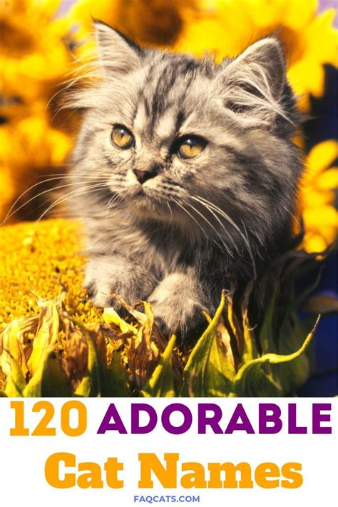 120 Adorable Cat Names For Your Kitty Tabby Cat Names Cat Names Boy