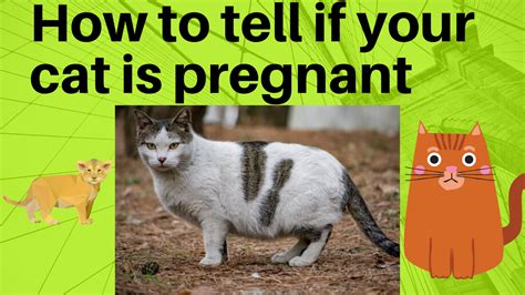 Can Cats Tell If Your Pregnant Pregnantse