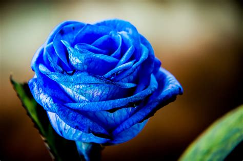 Beautiful Blue Rose Close Up Wallpapers And Images