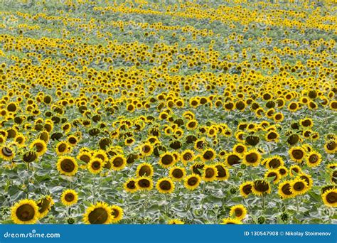 Sunflower Wave In A Yellow Ocean Stock Photo Image Of Endless