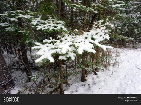 Fresh Snow Covers Image And Photo Free Trial Bigstock