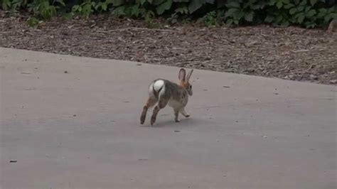 Bunny Hopping Slow Motion Youtube