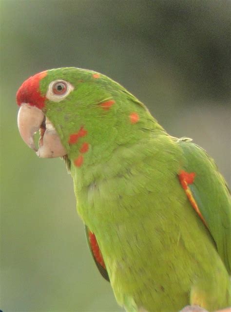 Thinking Of Birding In Costa Rica Sign Up For A Natura