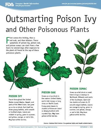 What Does Poison Ivy Look Like Heres How To Determine If A Plant Or A