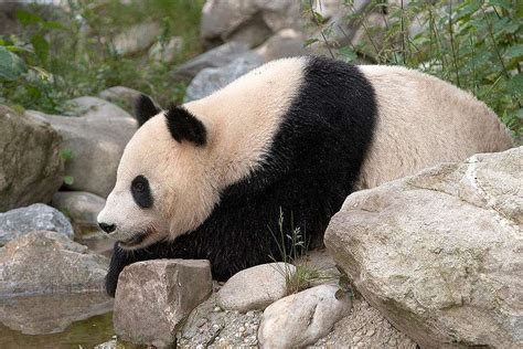 Définition Panda Géant Ailuropoda Melanoleuca Futura Planète