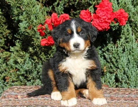 Bernese Mountain Dog Puppies For Sale Las Vegas Nv 110234