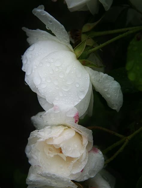 White Roses With Waterdrops 2 Free Photo Download Freeimages