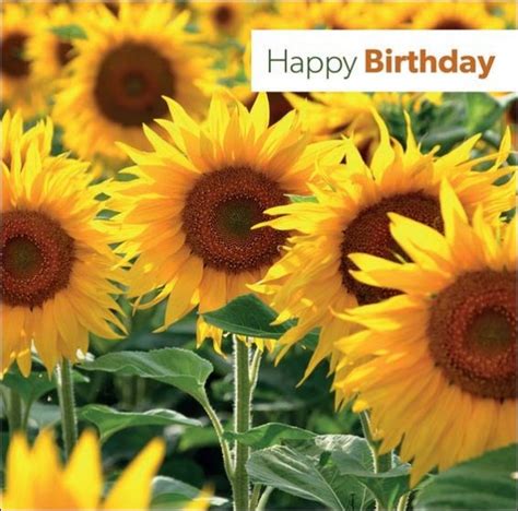 Happy Birthday Greetings Card Sunflower