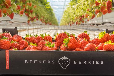 The History Of Beekers Berries And The Love For Breeding And Cultivation
