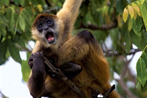 Spider Monkey Primate Behavior And Adaptations Britannica