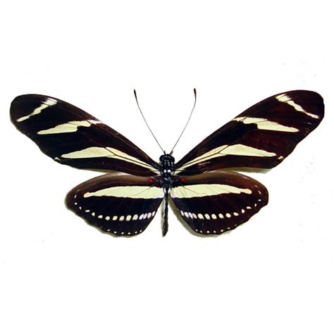 Image 13 Zebra Longwing Flutter Butterfly