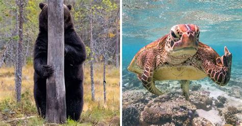 Netflix started the year strong with to all the boys: 44 Funniest Photos From 2020 Comedy Wildlife Photography ...
