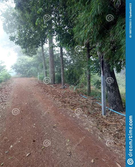 Perspective Photo Of Narrow Rural Dirt Road With Tropical Trees