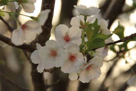 There are many fast growing privacy trees in georgia, which will quickly grow after initial planting to offer your property and 296 davidson road. Flowering tree in Georgia http://www.discoverlakelanier ...
