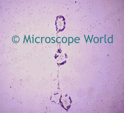 Microscope World Blog Bacillus Bacteria Under The Microscope