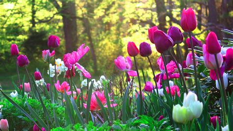 Flower Garden Wallpapers Top Free Flower Garden Backgrounds