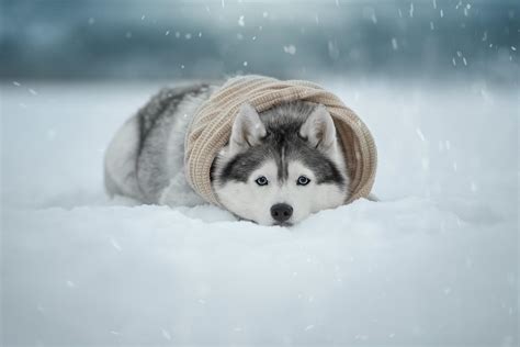 Selection of some cute husky puppies photographed in alaska (there are 13 photos in this photo gallery.) rss feed for keyword: Husky Puppy Winter Wallpapers - Wallpaper Cave