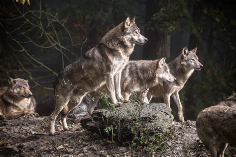 Pack Of Wolf During Daytime Hd Wallpaper Wallpaper Flare