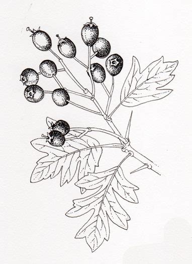 Hawthorn Crataegus Monogyna Pen And Ink Berries Lizzie Harper