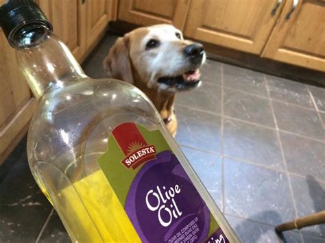 Is Olive Oil Good For Dogs Holidays4dogs Home Boarding For Dogs
