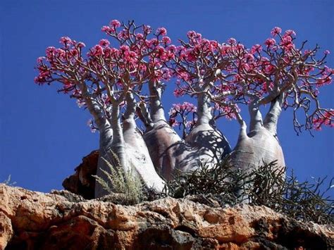Estos Son Los Árboles Más Hermosos Y Bellos Del Mundo Socotra